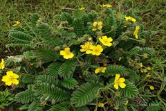 Potentilla anserina